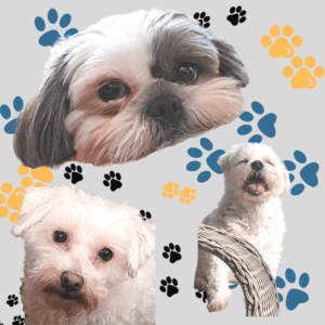 Colon's Pups- Sunstates Security Company